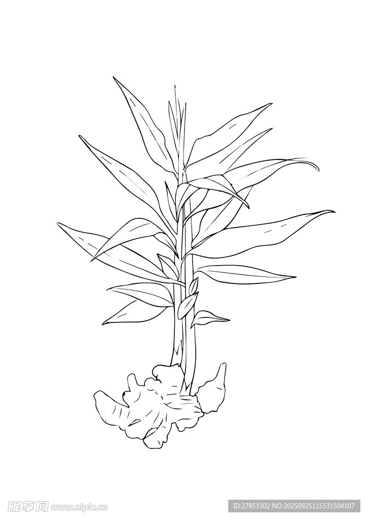 手绘姜植物线条图