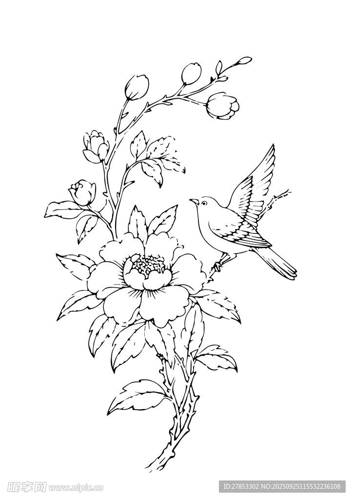 花鸟牡丹线稿图