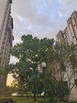 城市中绿树与高楼的景致