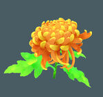 菊花插画