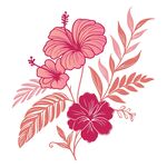 粉色扶桑花与叶片插画