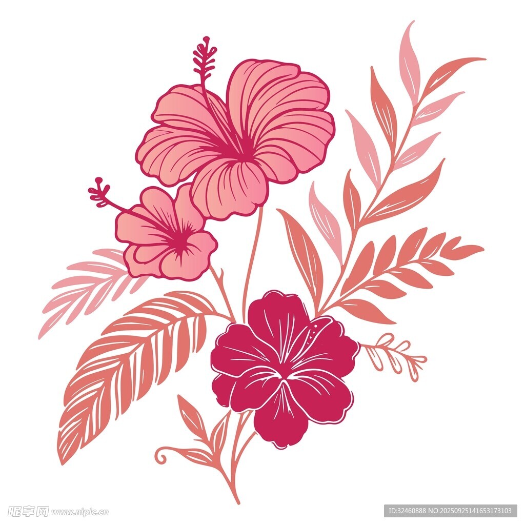 粉色扶桑花与叶片插画