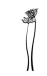 简约线条花卉插画