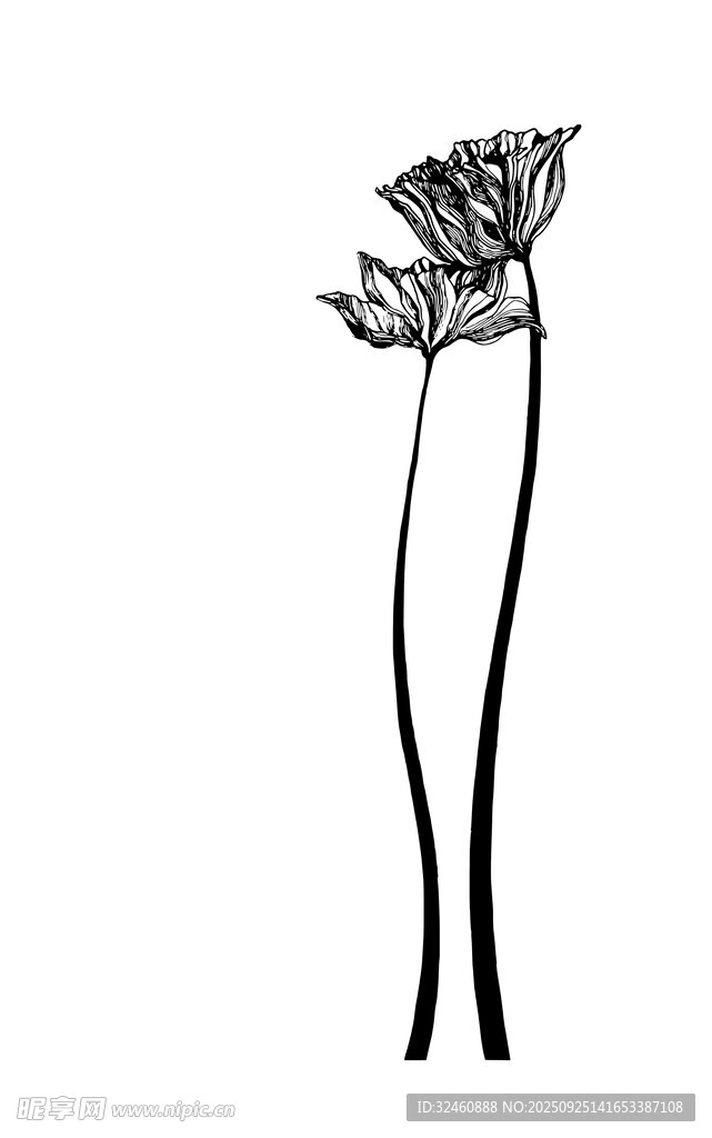 简约线条花卉插画