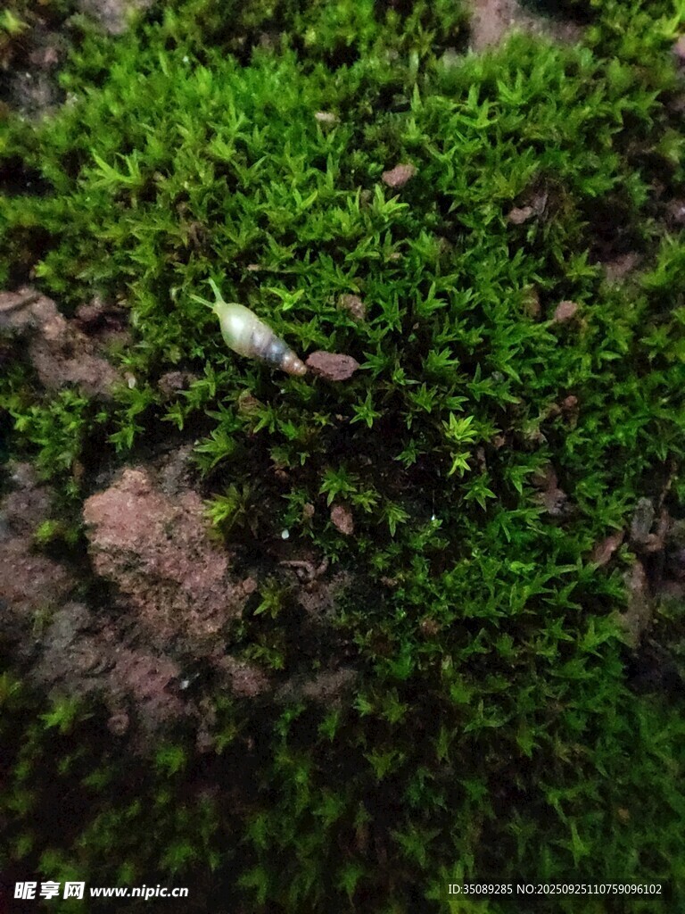 翠绿苔藓中的白色物体