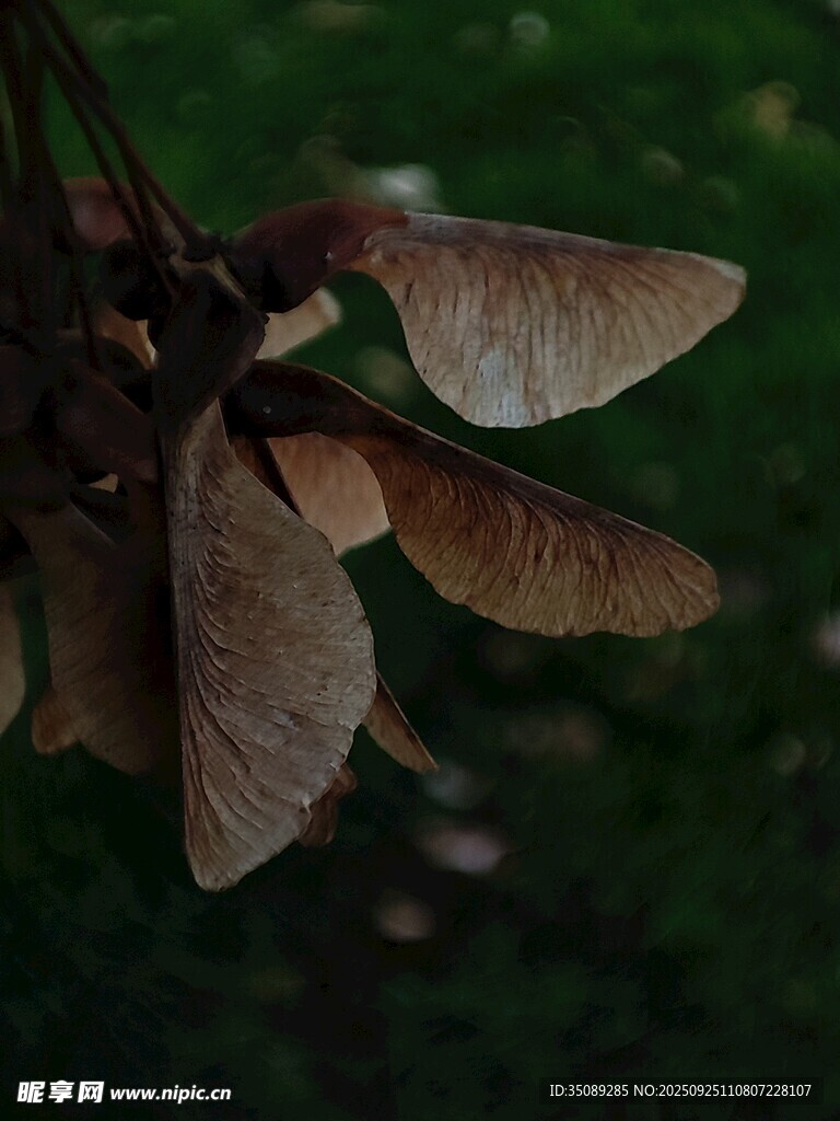 植物翅果特写