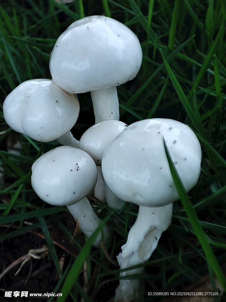 草丛中的白色蘑菇
