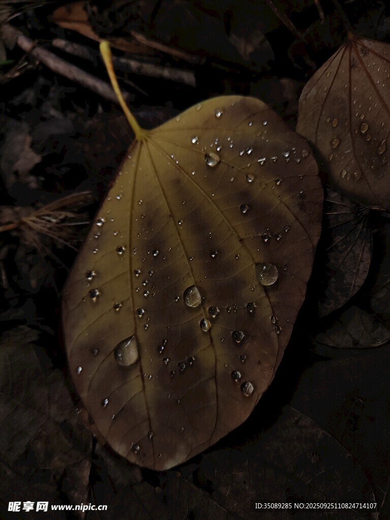 落叶上的晶莹水珠