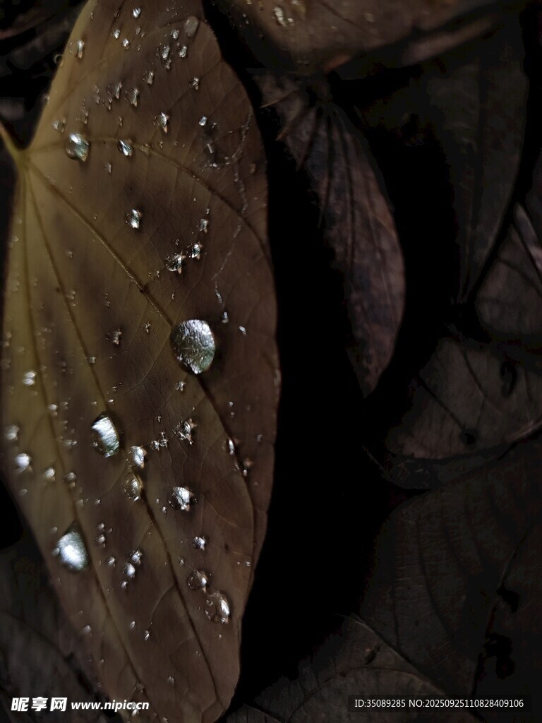 枯叶上的晶莹水珠