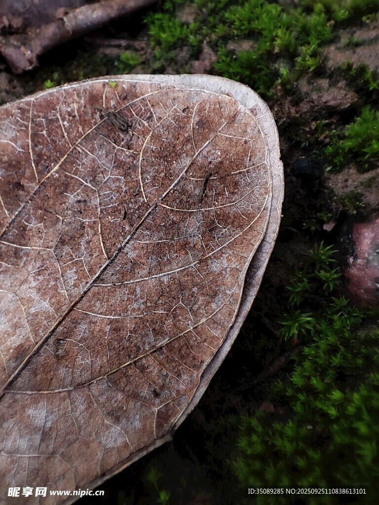 枯叶覆于青苔上的景象