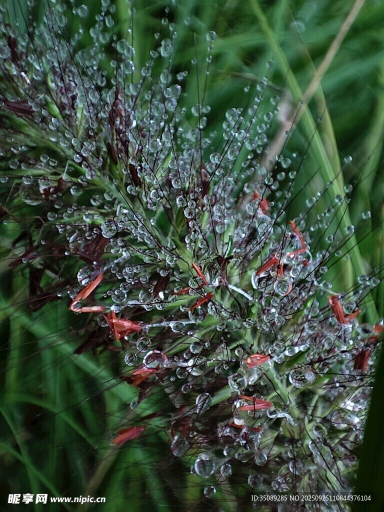带露珠的多彩植物