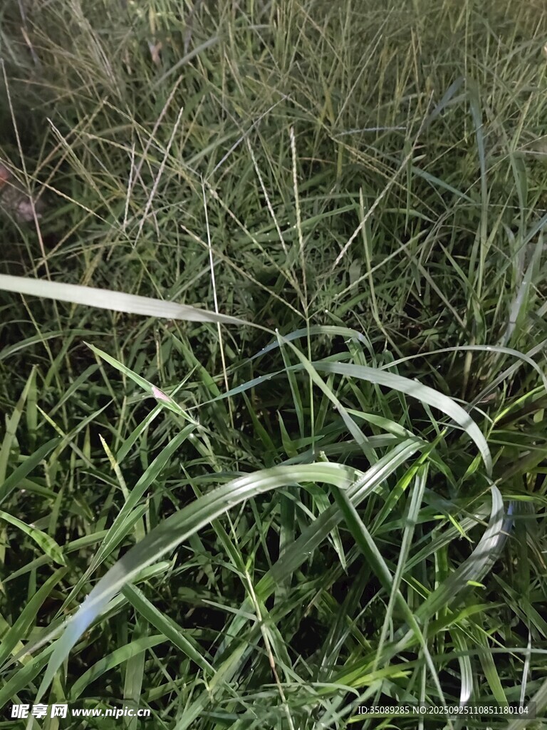 嫩绿草丛中的细长叶片