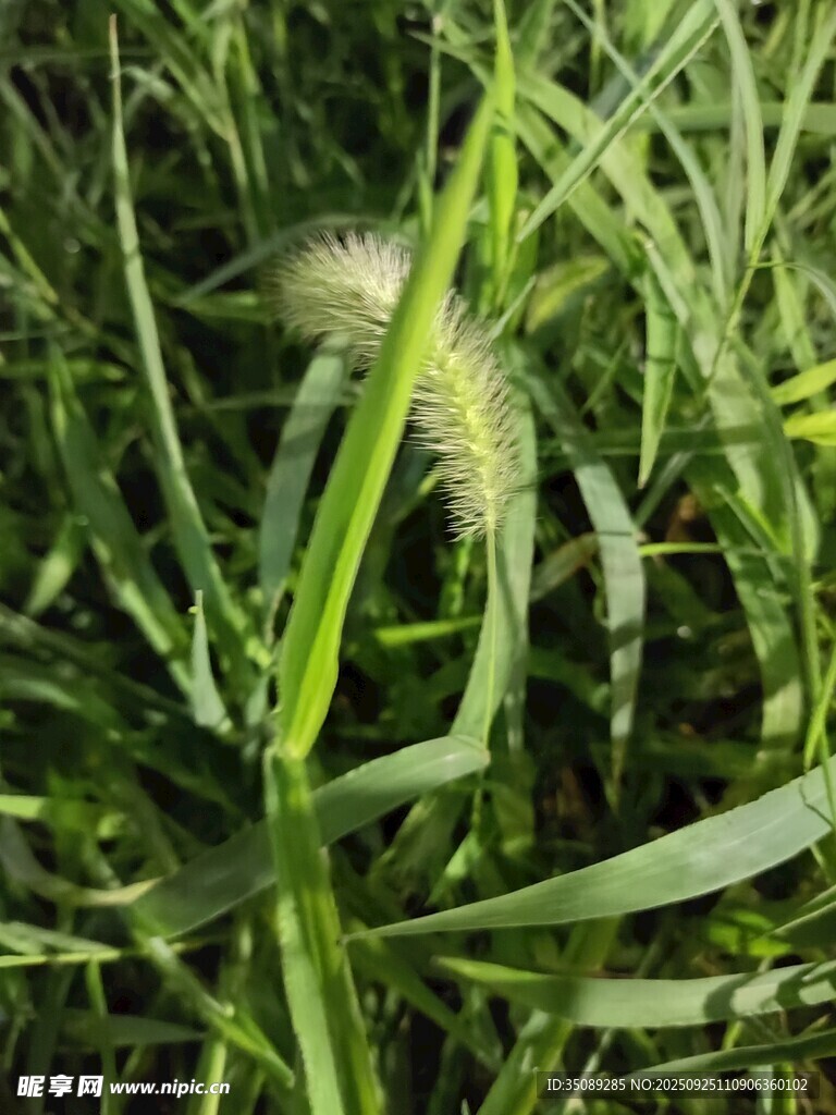 草丛中的毛茸茸植物
