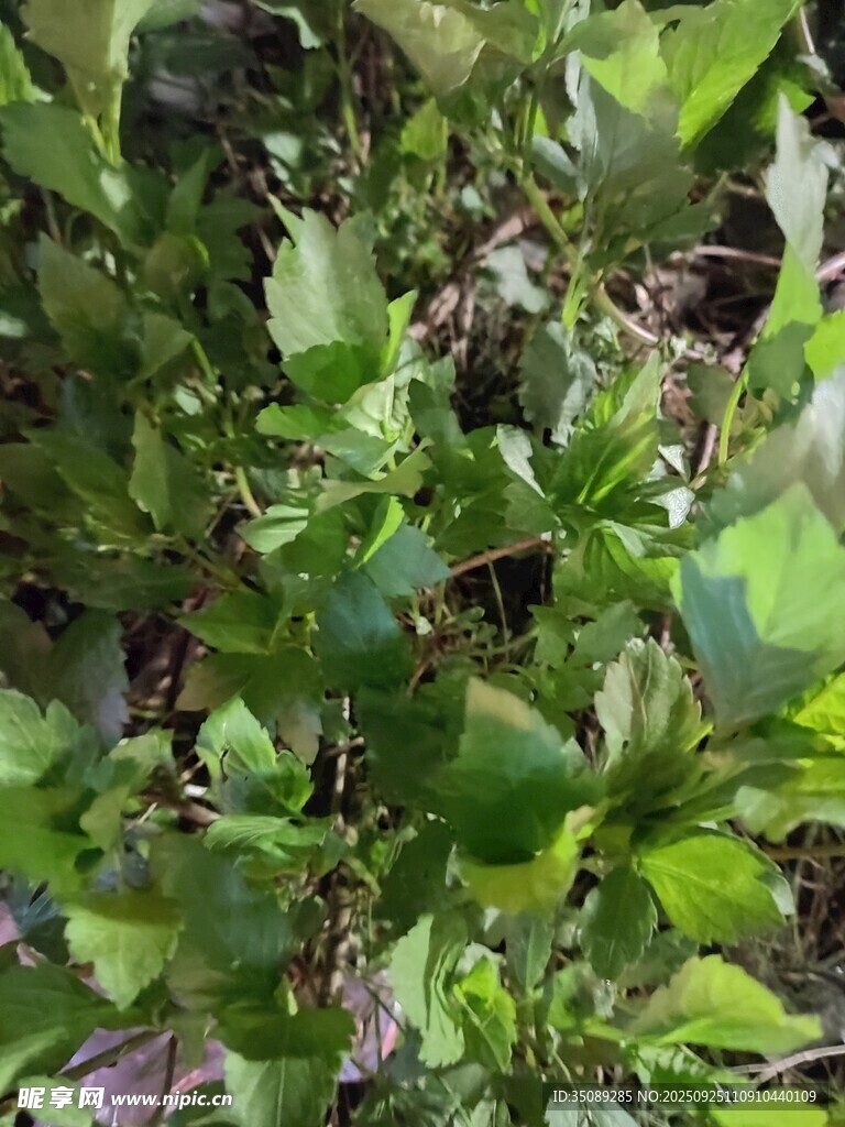 茂密绿植景观