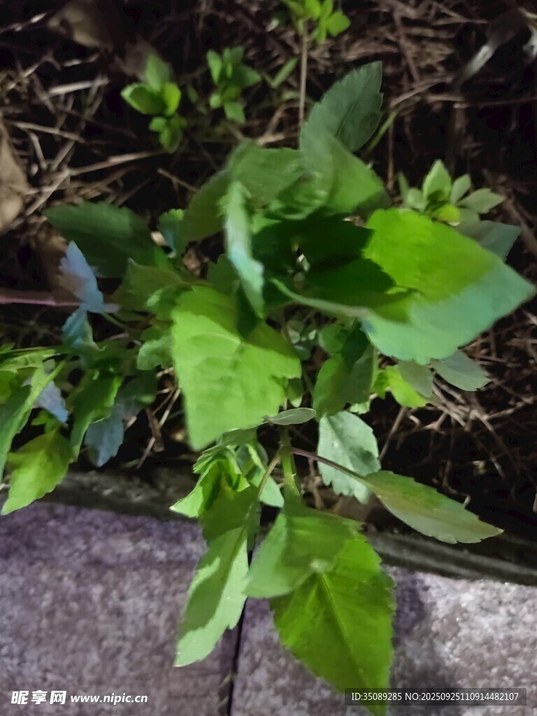 绿叶植物生机盎然