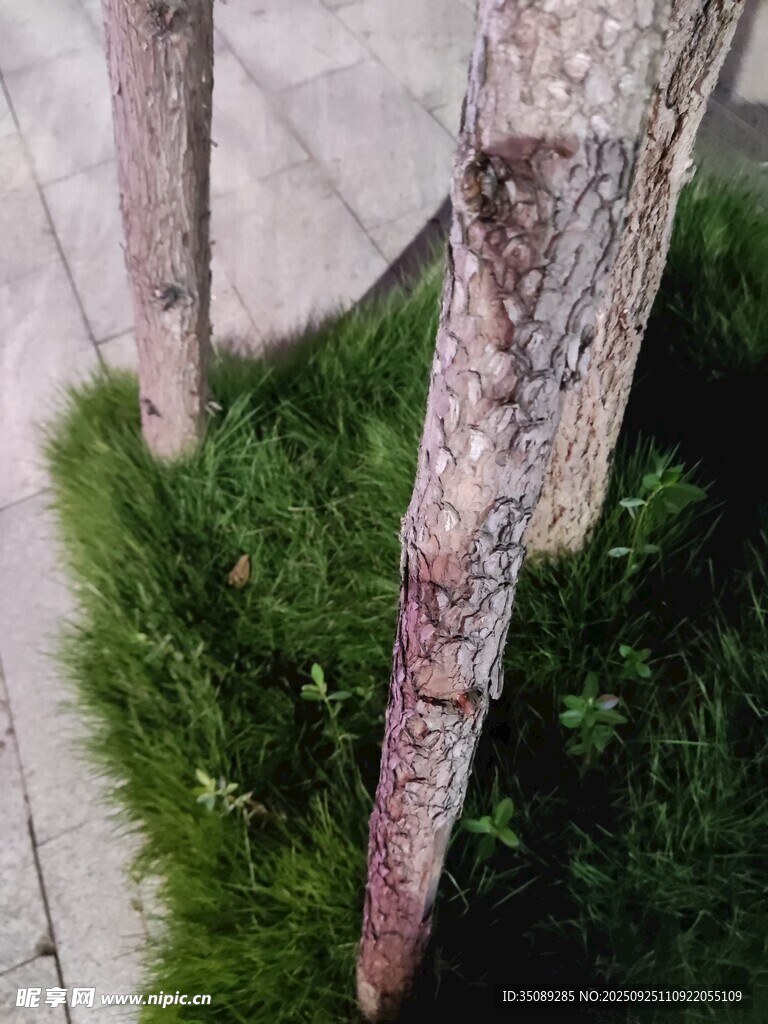 树干旁的翠绿草丛