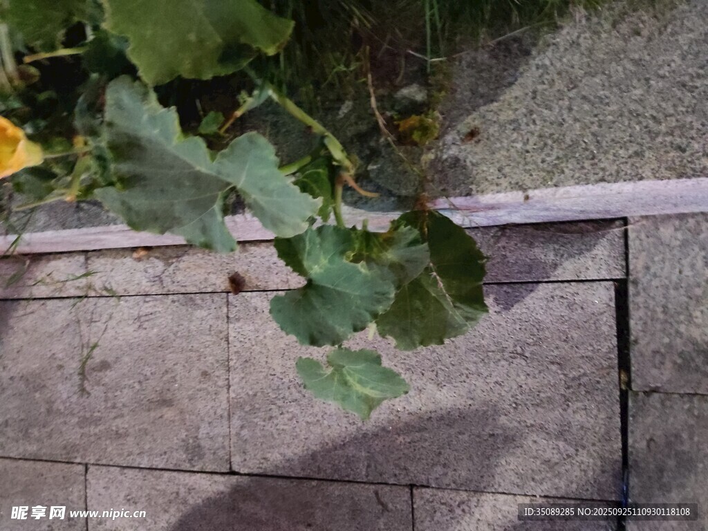 墙边绿植生机盎然