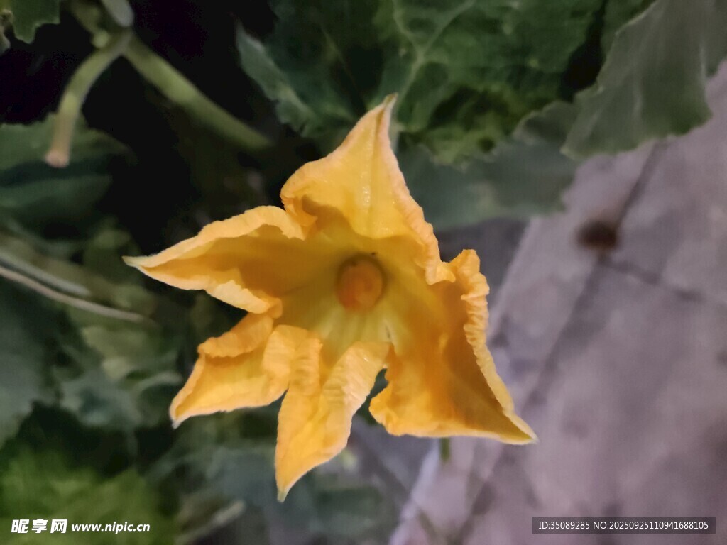 黄色五角星状的南瓜花