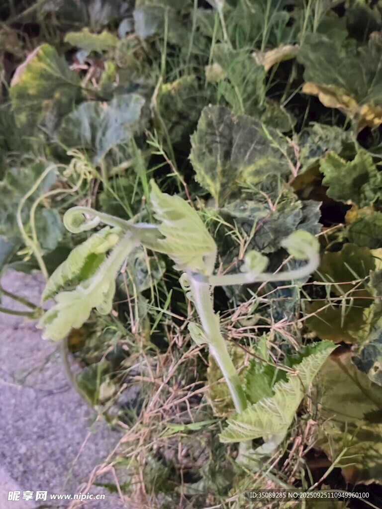 枯萎的植物景观