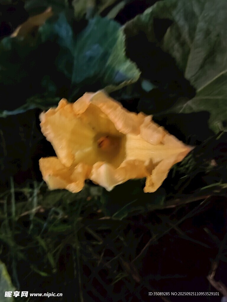 黄色南瓜花特写