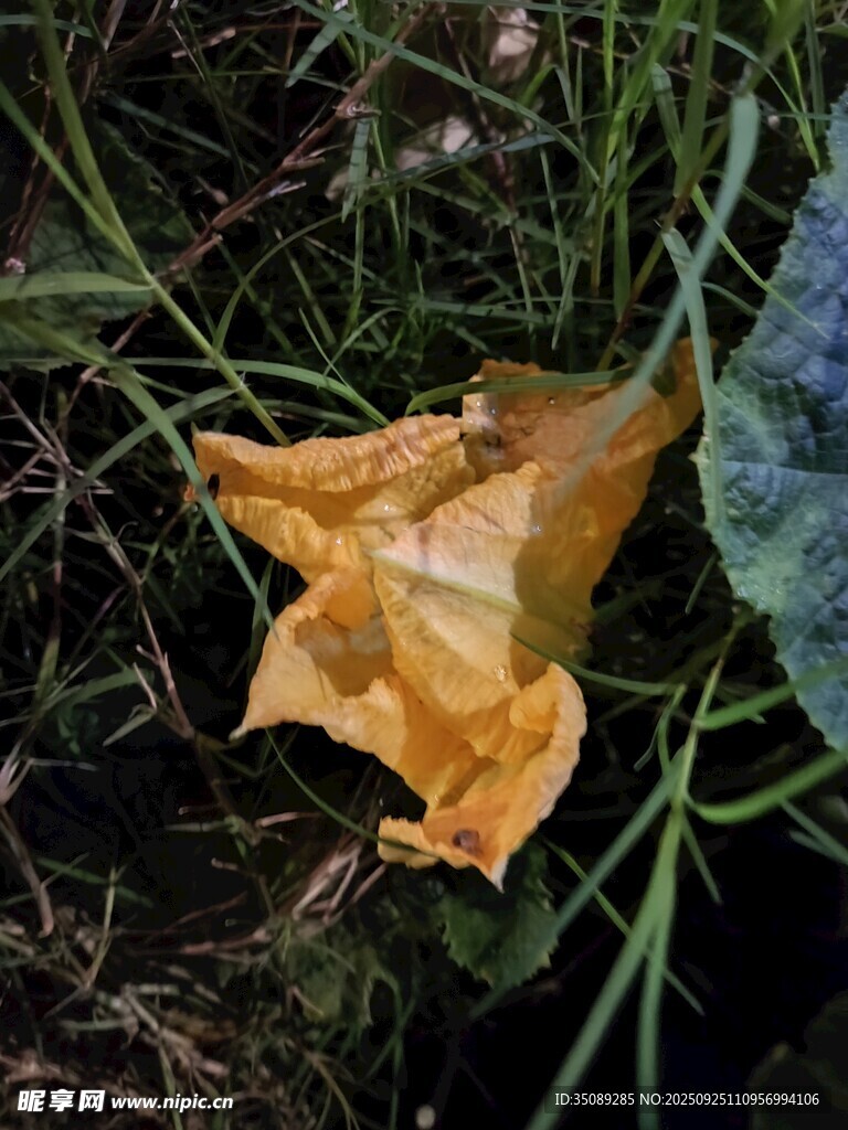 枯萎南瓜花