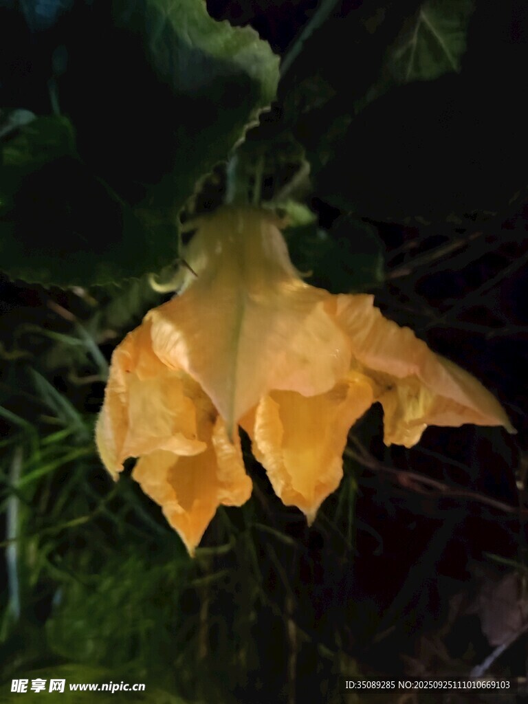 黄色花朵绽放于绿叶间
