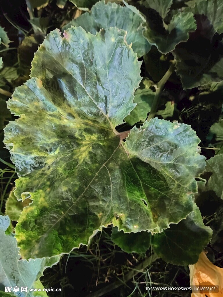 独特纹理的绿色植物叶片