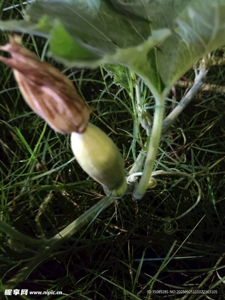 田间生长的嫩玉米