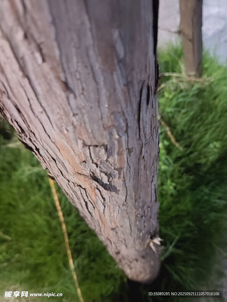鸟喙特周围绿植相伴