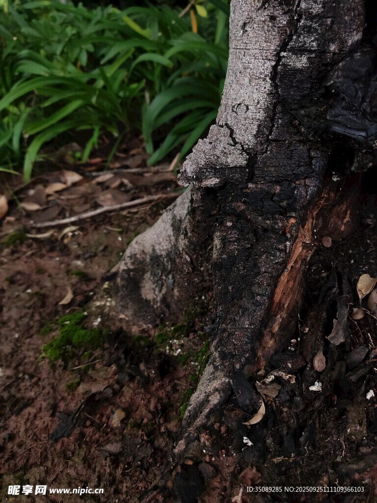 树干根部的自然景象