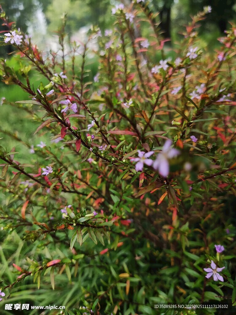 绿叶间绽放的紫色小花