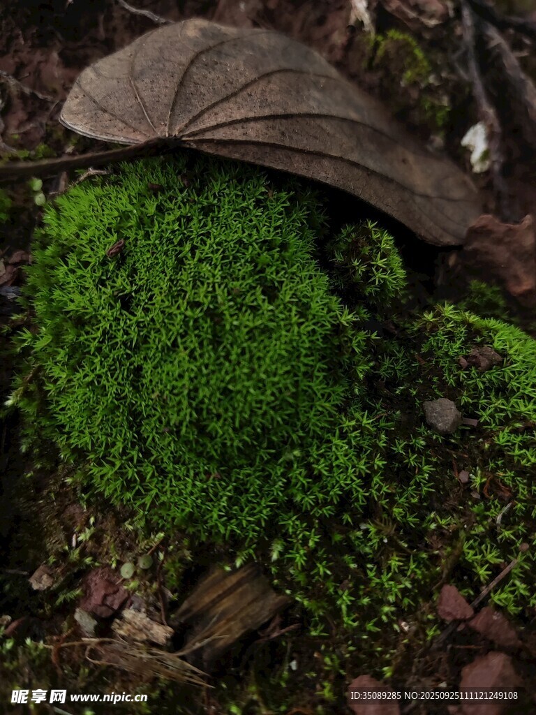 绿叶下的翠绿苔藓