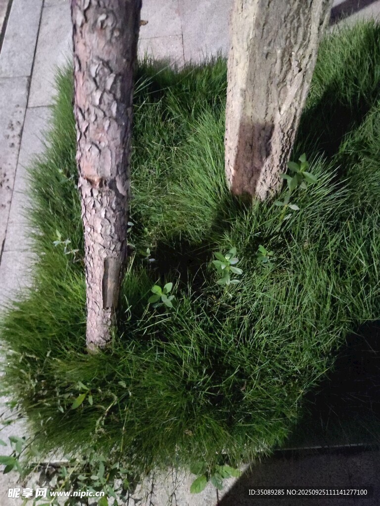 树下翠绿草丛生机盎然