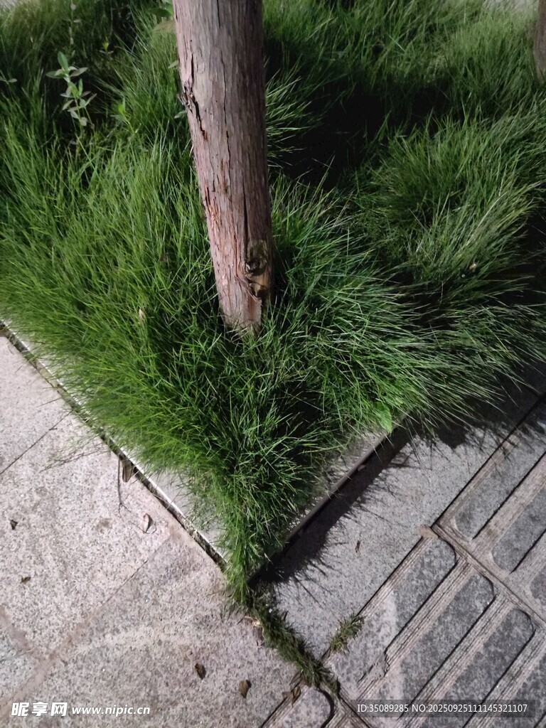 路边树干旁的翠绿小草