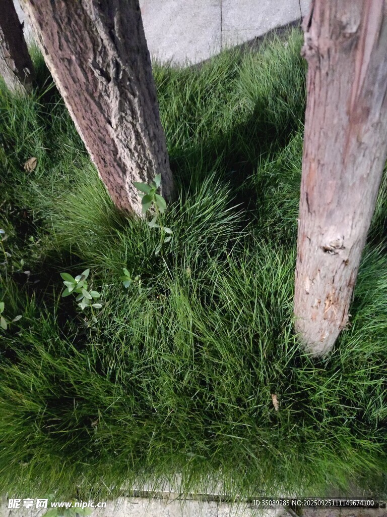 木旁丛生的嫩绿野草
