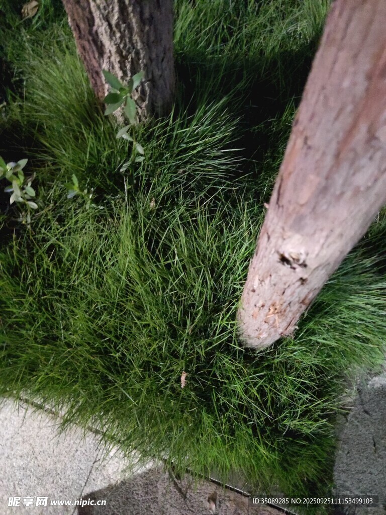 庭院绿植与古朴物件