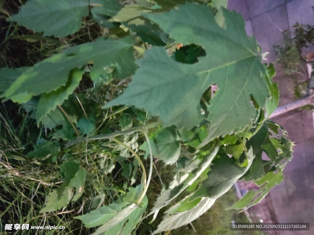 绿叶繁茂的植物景象