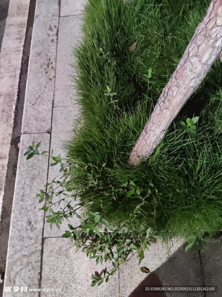 树干旁的翠绿草丛
