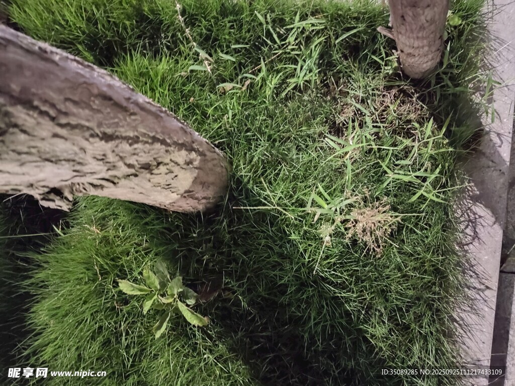 石缝间的翠绿野草