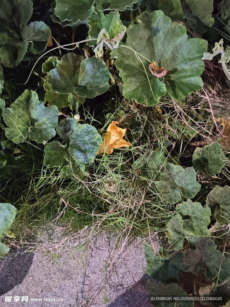 绿叶丛中的黄色小花