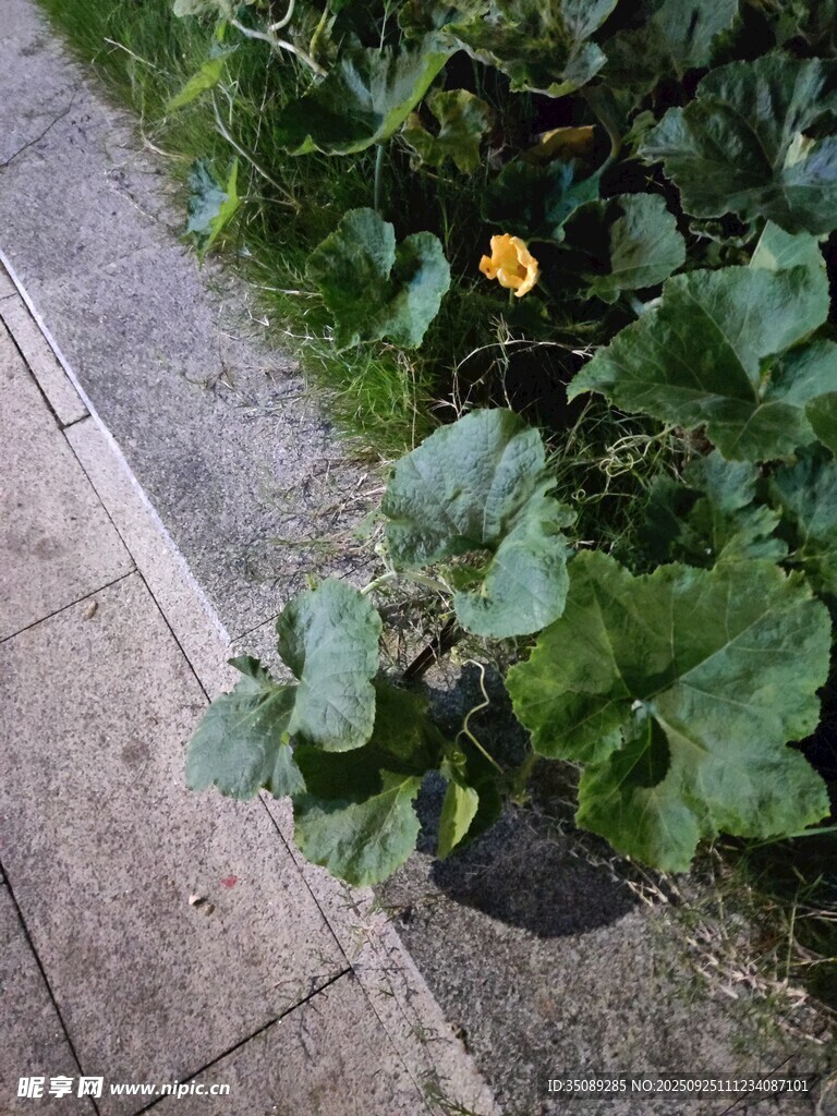 路边绽放的黄色小花