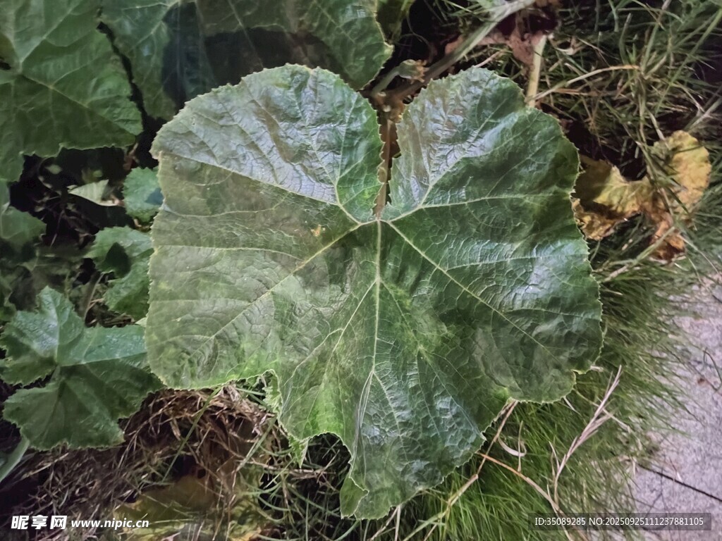 大叶片的绿色植物特写
