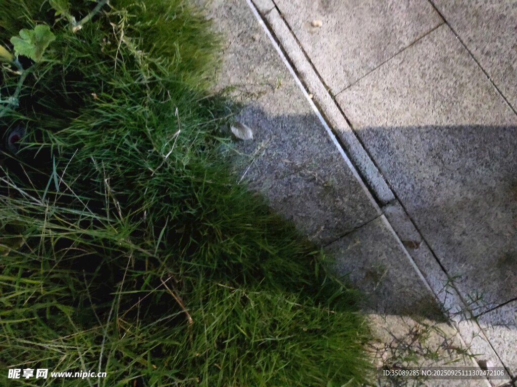 路边草地与水泥地面相接