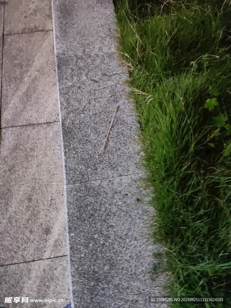 石板小径旁的翠绿草地