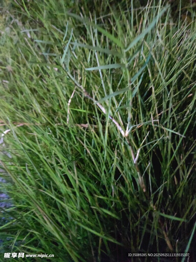 茂盛的绿色草丛