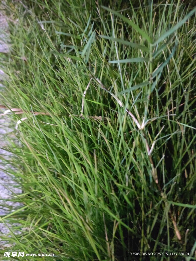 路边茂盛的绿色草丛