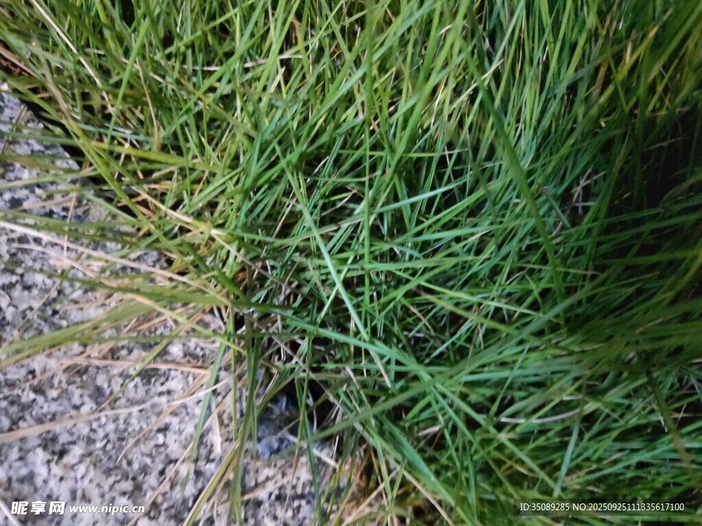 石缝中生长的嫩绿青草