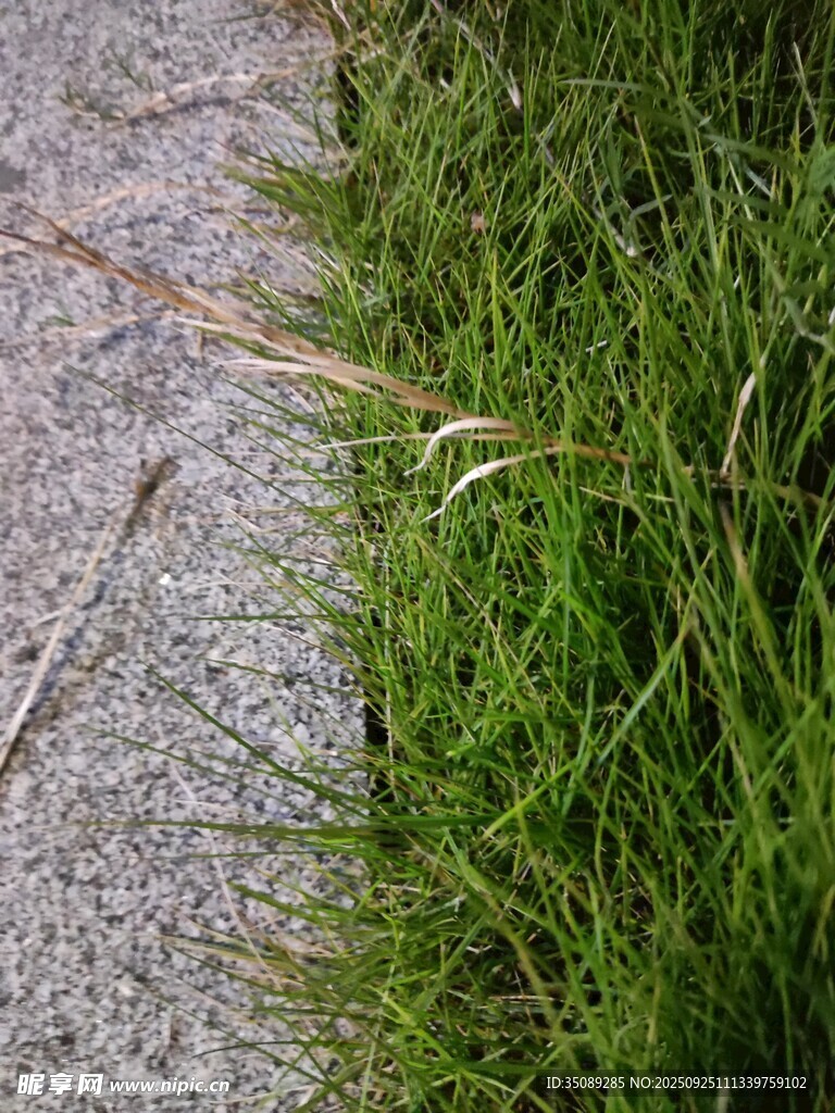 路边翠绿青草