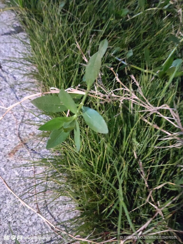 路边嫩绿小草生机盎然