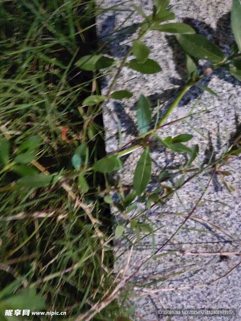 草丛中的绿植与碎石
